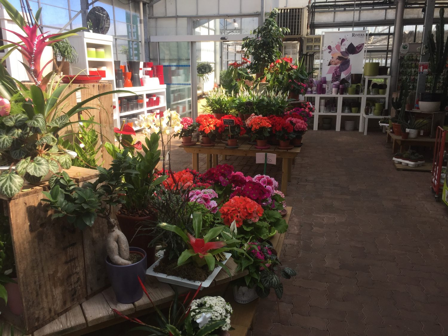 Fleuriste Luc la Primaube