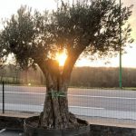 Un olivier dans la jardinerie andré à Rodez