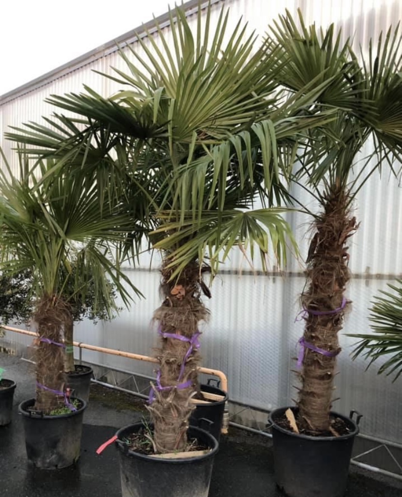 Sélection de palmiers dans notre jardinerie à Rodez